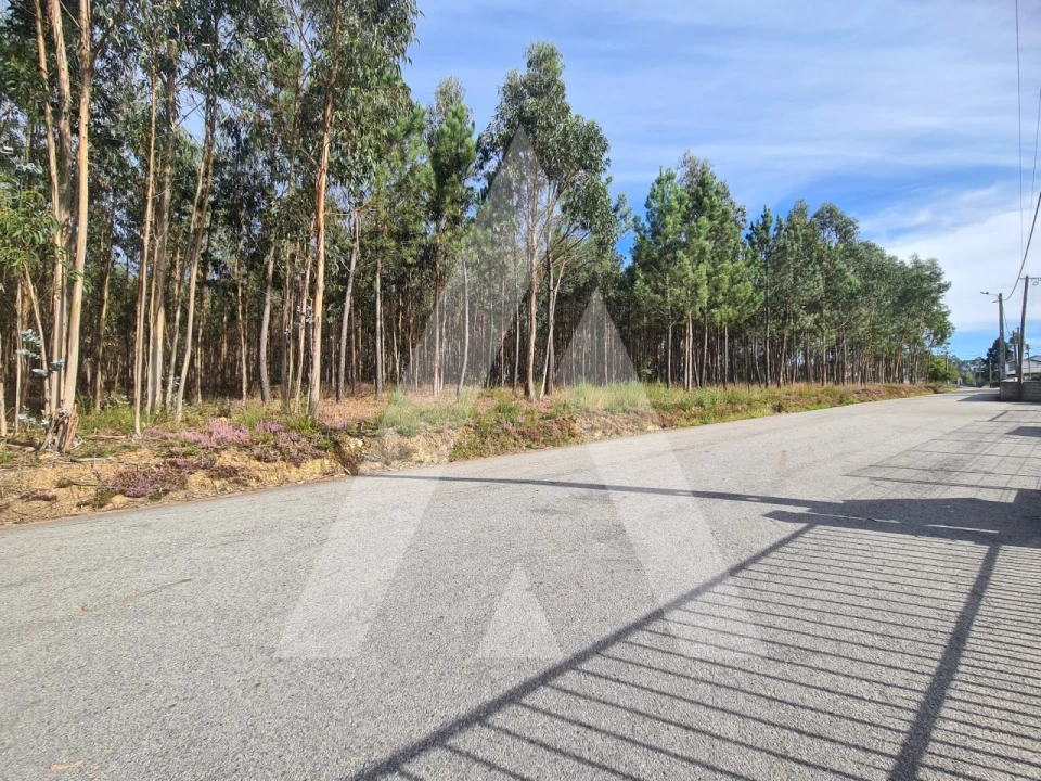 Terreno para Venda em Pinheiro da Bemposta, Travanca e Palmaz Foto 6