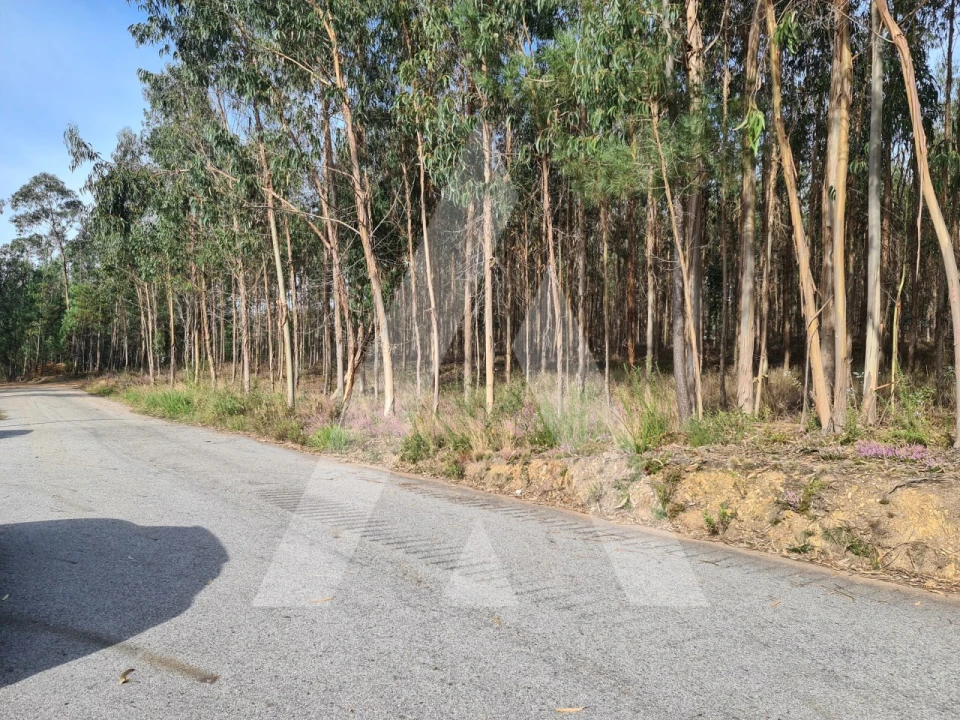 Terreno para Venda em Pinheiro da Bemposta, Travanca e Palmaz Foto 7
