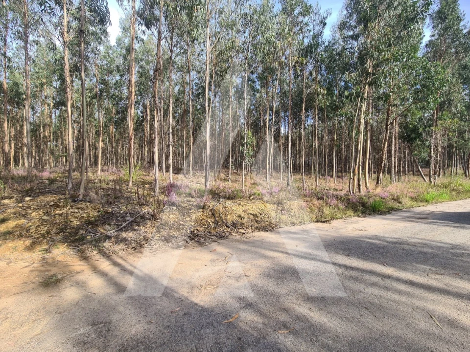 Terreno para Venda em Pinheiro da Bemposta, Travanca e Palmaz Foto 1