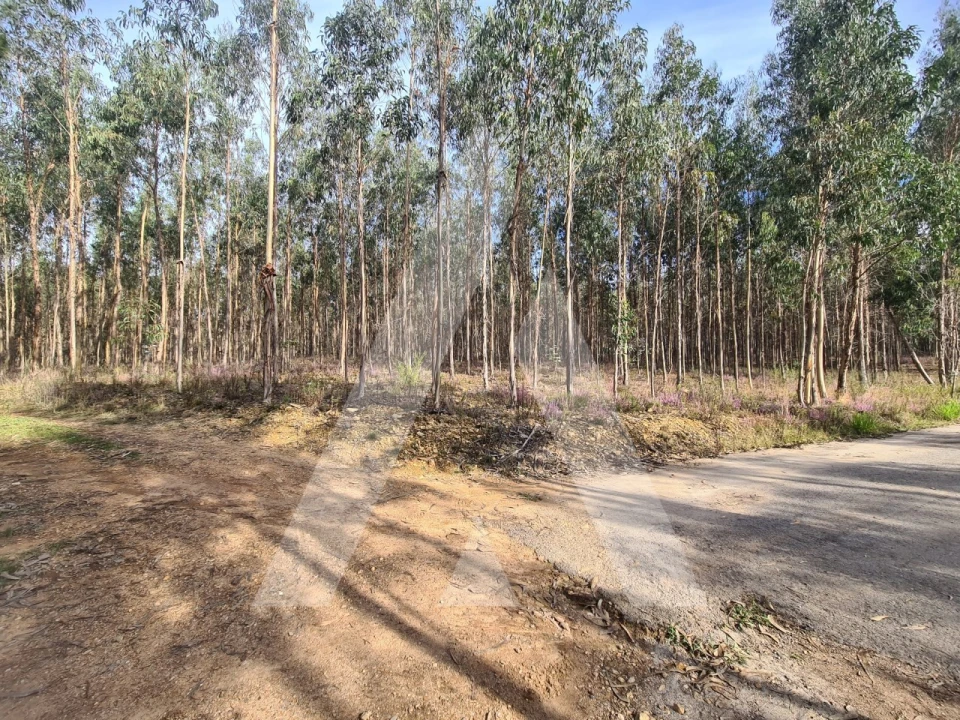 Terreno para Venda em Pinheiro da Bemposta, Travanca e Palmaz Foto 2