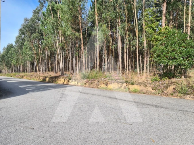 Terreno para Venda em Pinheiro da Bemposta, Travanca e Palmaz Foto 4