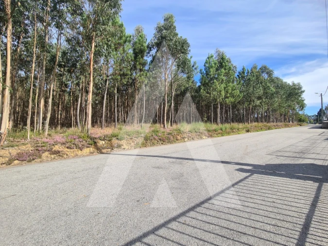 Terreno para Venda em Pinheiro da Bemposta, Travanca e Palmaz Foto 5
