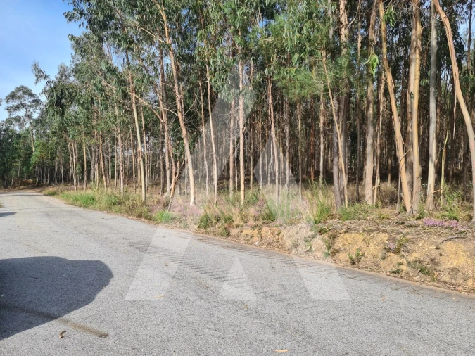 Terreno para Venda em Pinheiro da Bemposta, Travanca e Palmaz Foto 7
