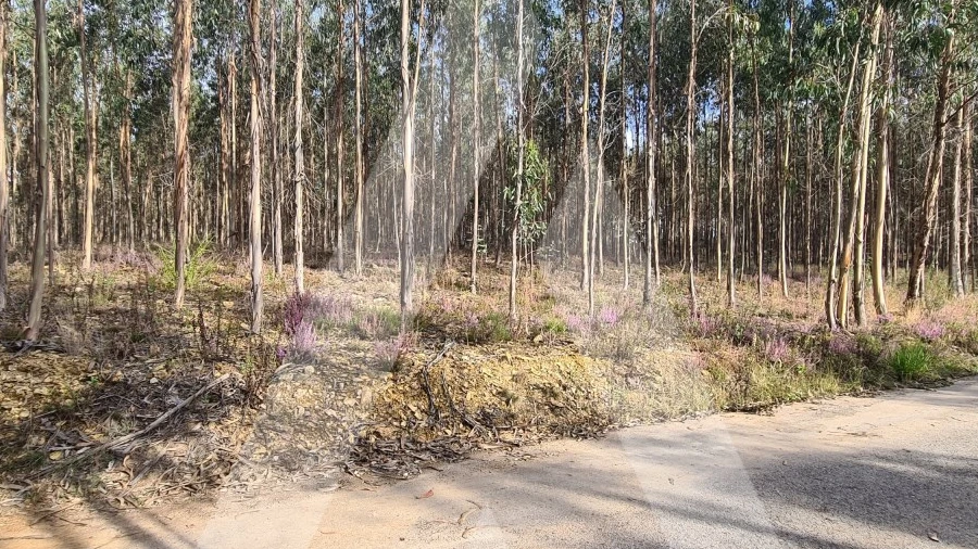 Terreno para Venda em Pinheiro da Bemposta, Travanca e Palmaz