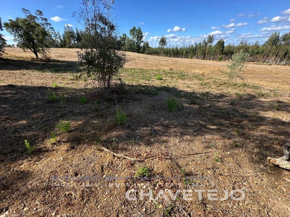 Terreno Agricola ou Rústico para Venda em Asseiceira Foto 5