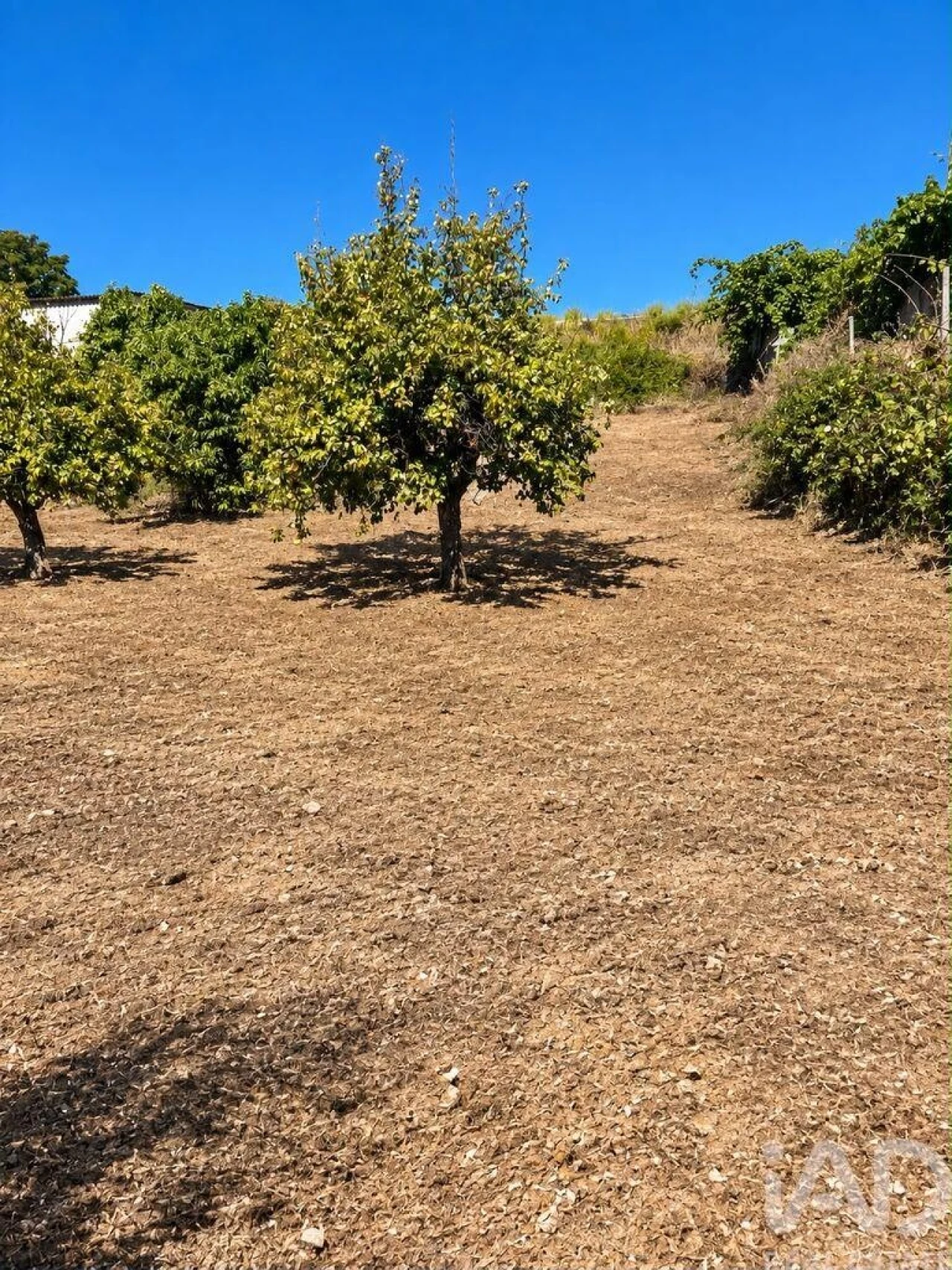 Terreno para Venda em Ninho do Açor e Sobral do Campo Foto 4