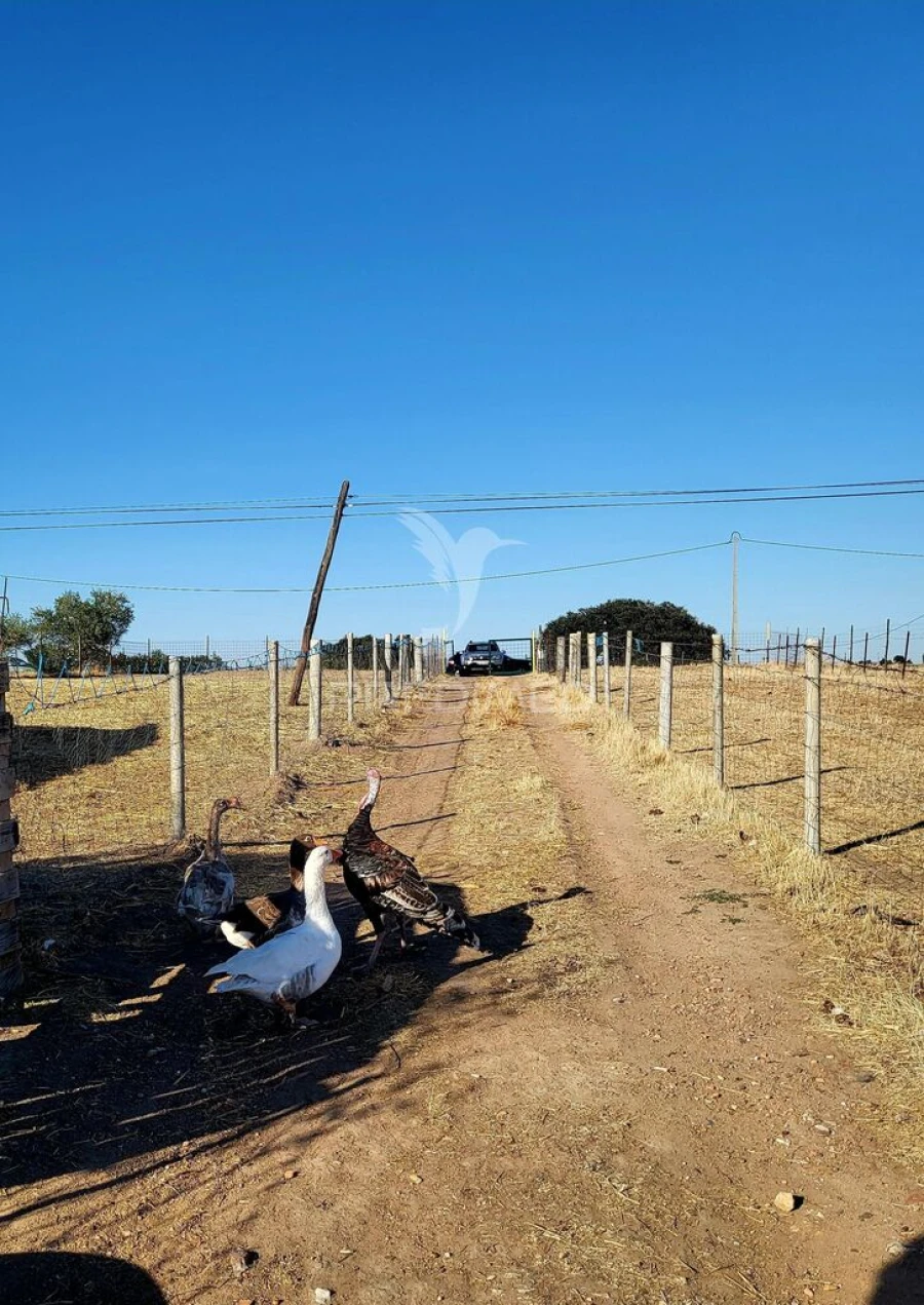 Terreno para Venda em Mourão Foto 8