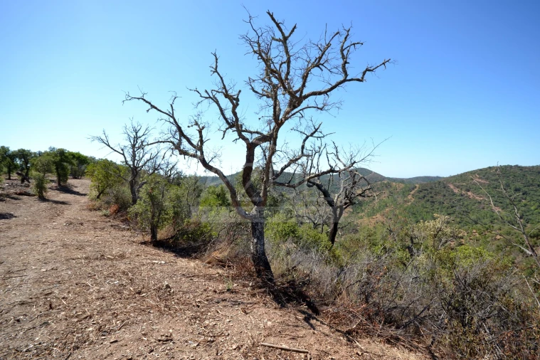 Terreno para Venda em Salir Foto 18