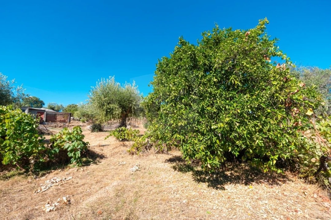 Terreno Agricola ou Rústico para Venda em Salgueiro do Campo Foto 20