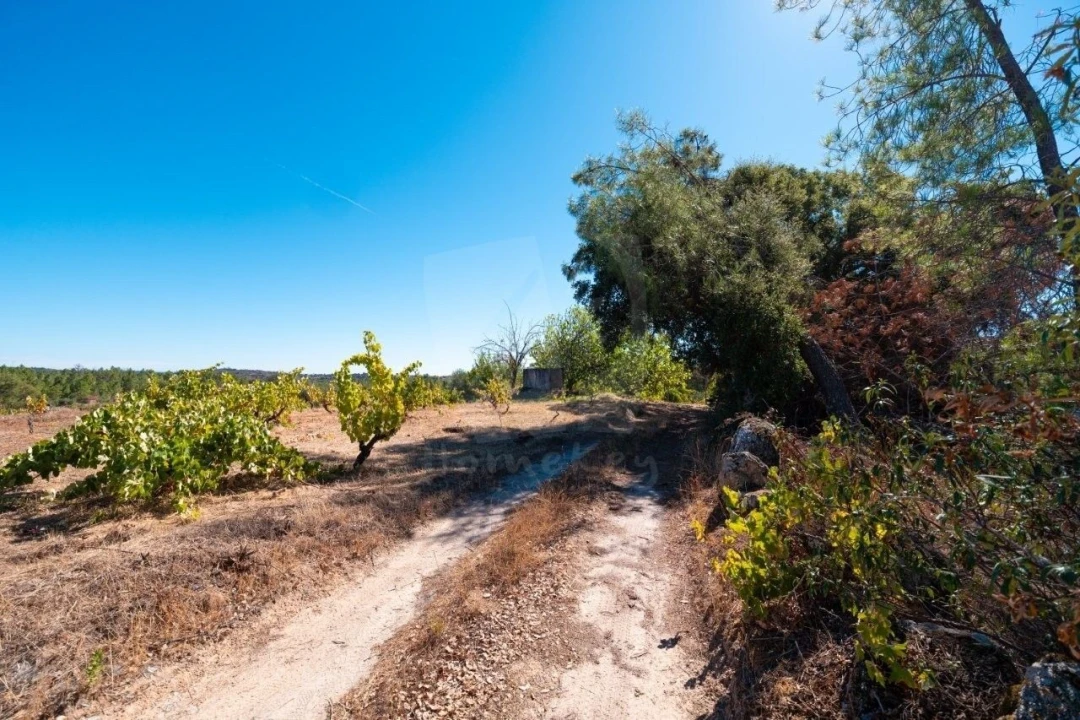 Terreno Agricola ou Rústico para Venda em Salgueiro do Campo Foto 4