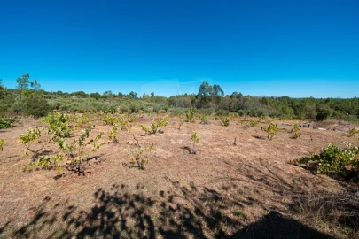 Terreno Agricola ou Rústico para Venda em Salgueiro do Campo