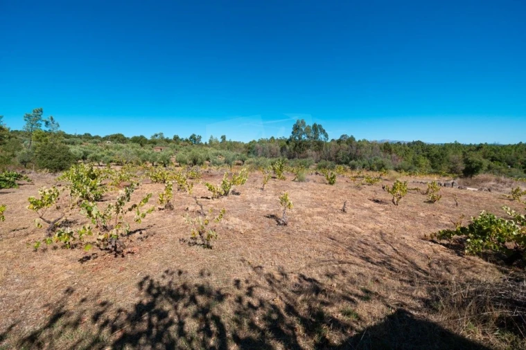 Terreno Agricola ou Rústico para Venda em Salgueiro do Campo Foto 7