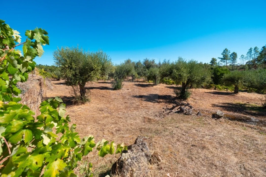 Terreno Agricola ou Rústico para Venda em Salgueiro do Campo Foto 34