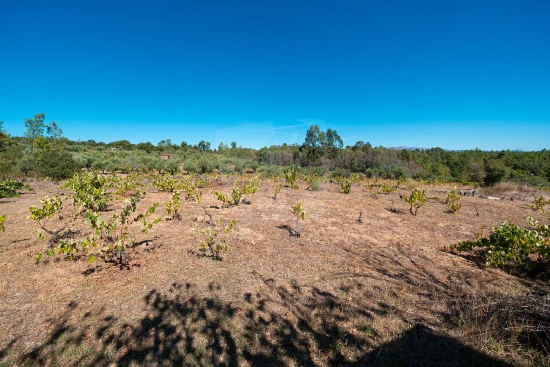 Terreno Agricola ou Rústico para Venda em Salgueiro do Campo Foto 7