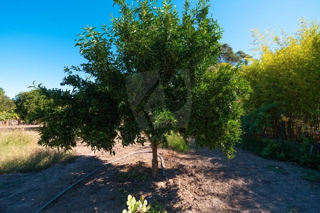 Terreno Agricola ou Rústico para Venda em Salgueiro do Campo Foto 31