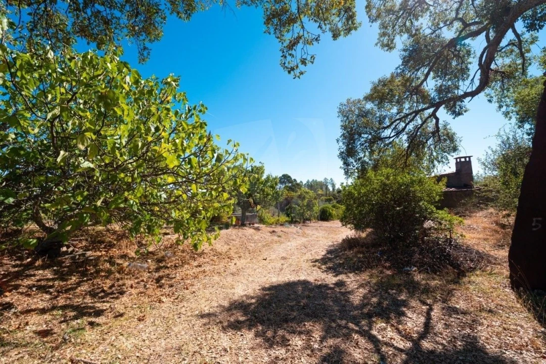 Terreno Agricola ou Rústico para Venda em Salgueiro do Campo Foto 5