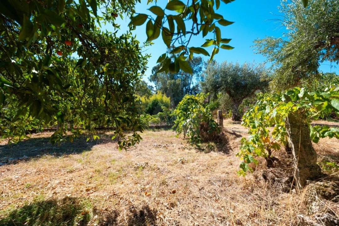 Terreno Agricola ou Rústico para Venda em Salgueiro do Campo Foto 21