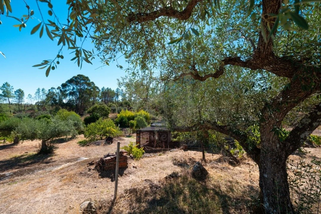 Terreno Agricola ou Rústico para Venda em Salgueiro do Campo Foto 17
