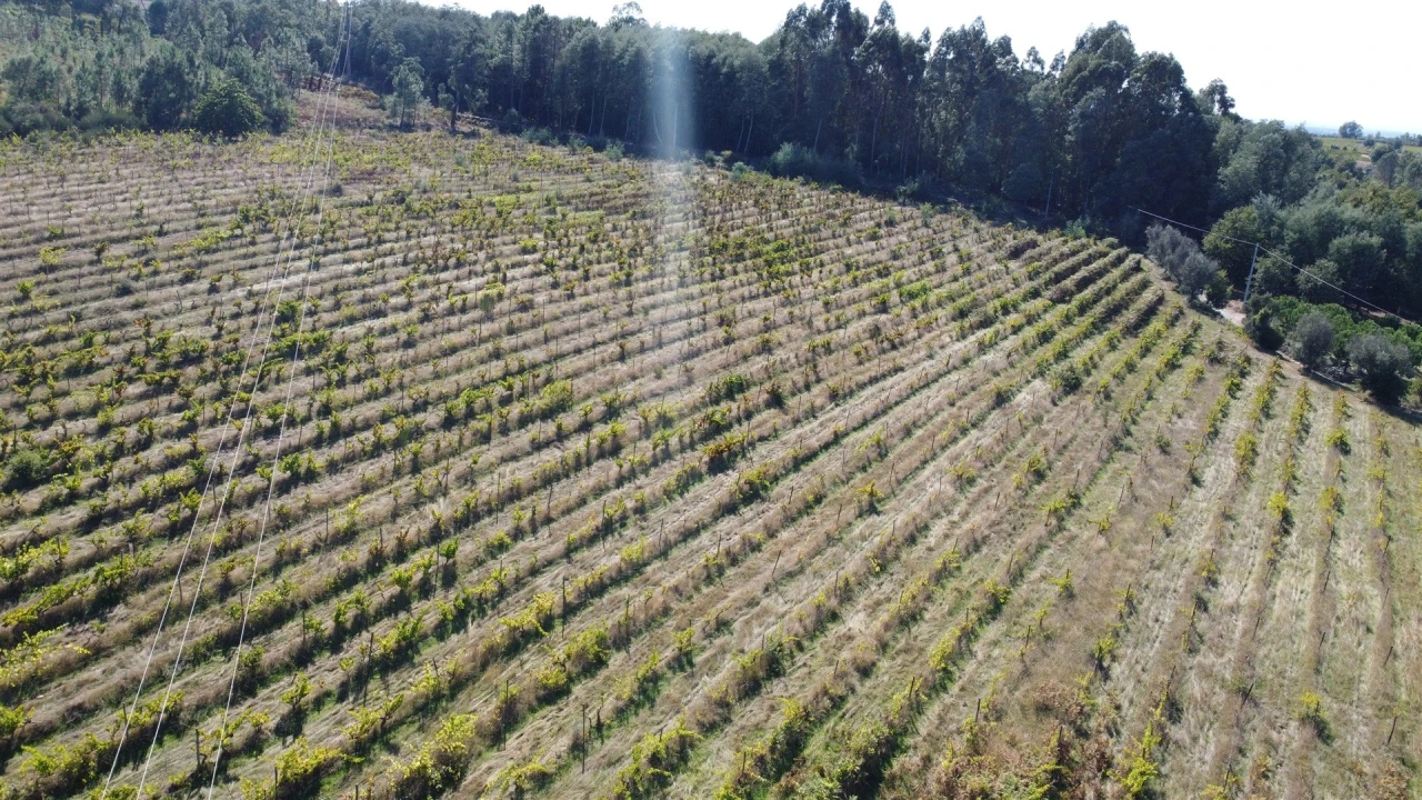 Terreno para Venda em Rio Torto e Lagarinhos Foto 26