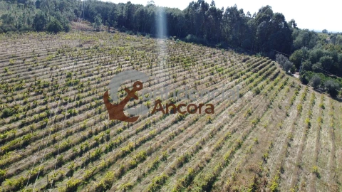 Terreno para Venda em Rio Torto e Lagarinhos