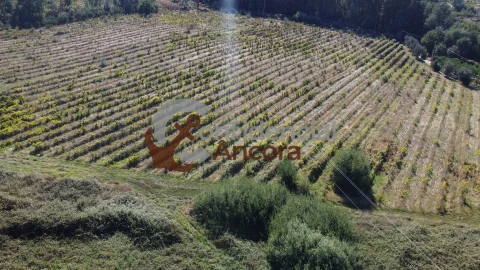 Terreno para Venda em Rio Torto e Lagarinhos