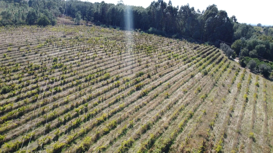 Terreno para Venda em Rio Torto e Lagarinhos Foto 26