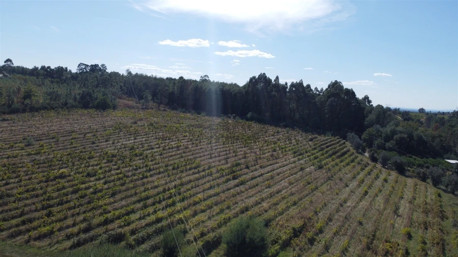 Terreno para Venda em Rio Torto e Lagarinhos Foto 25