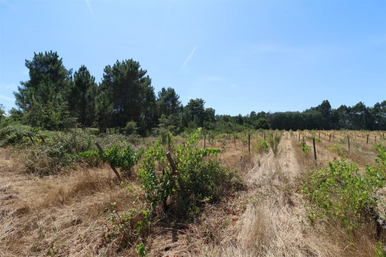 Terreno para Venda em Rio Torto e Lagarinhos Foto 41