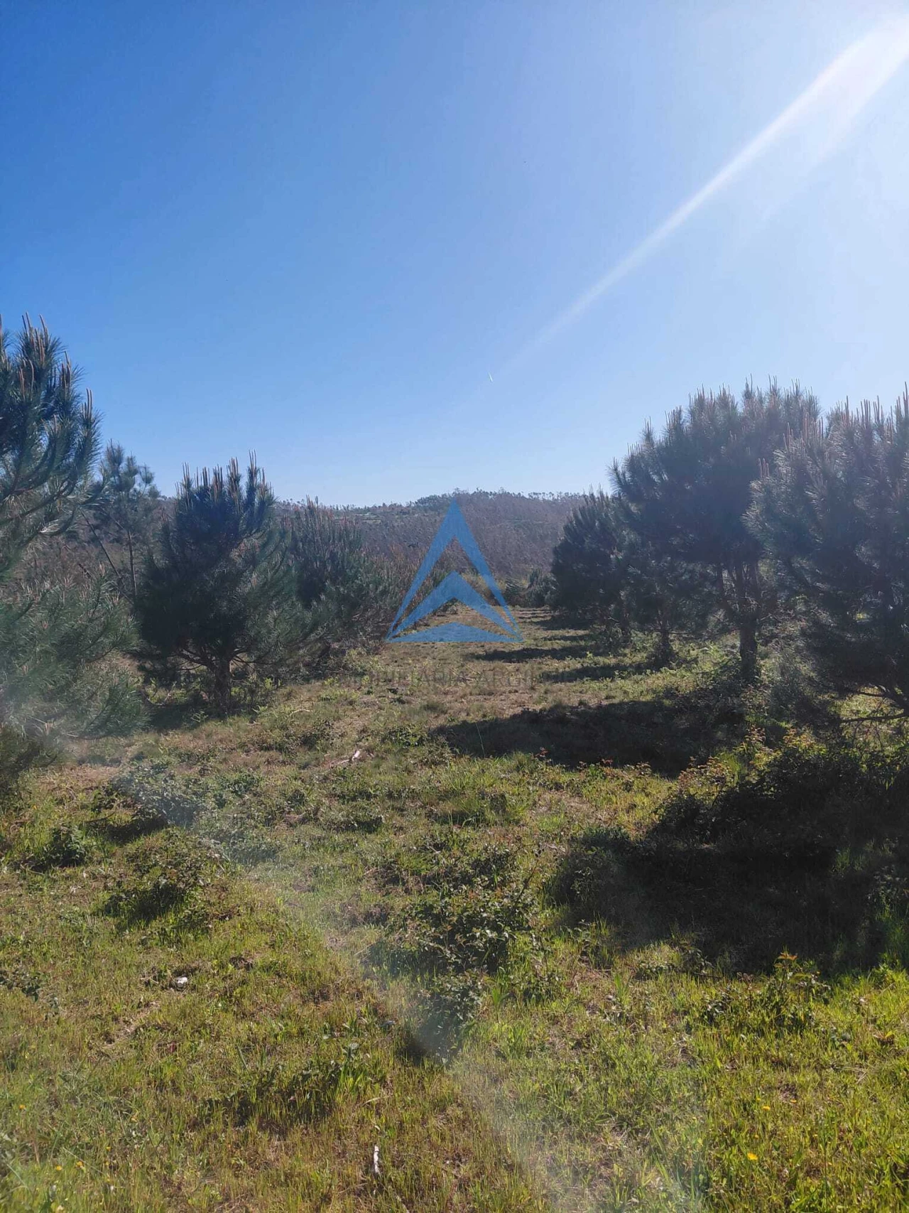 Terreno para Venda em Souto da Carpalhosa e Ortigosa Foto 7