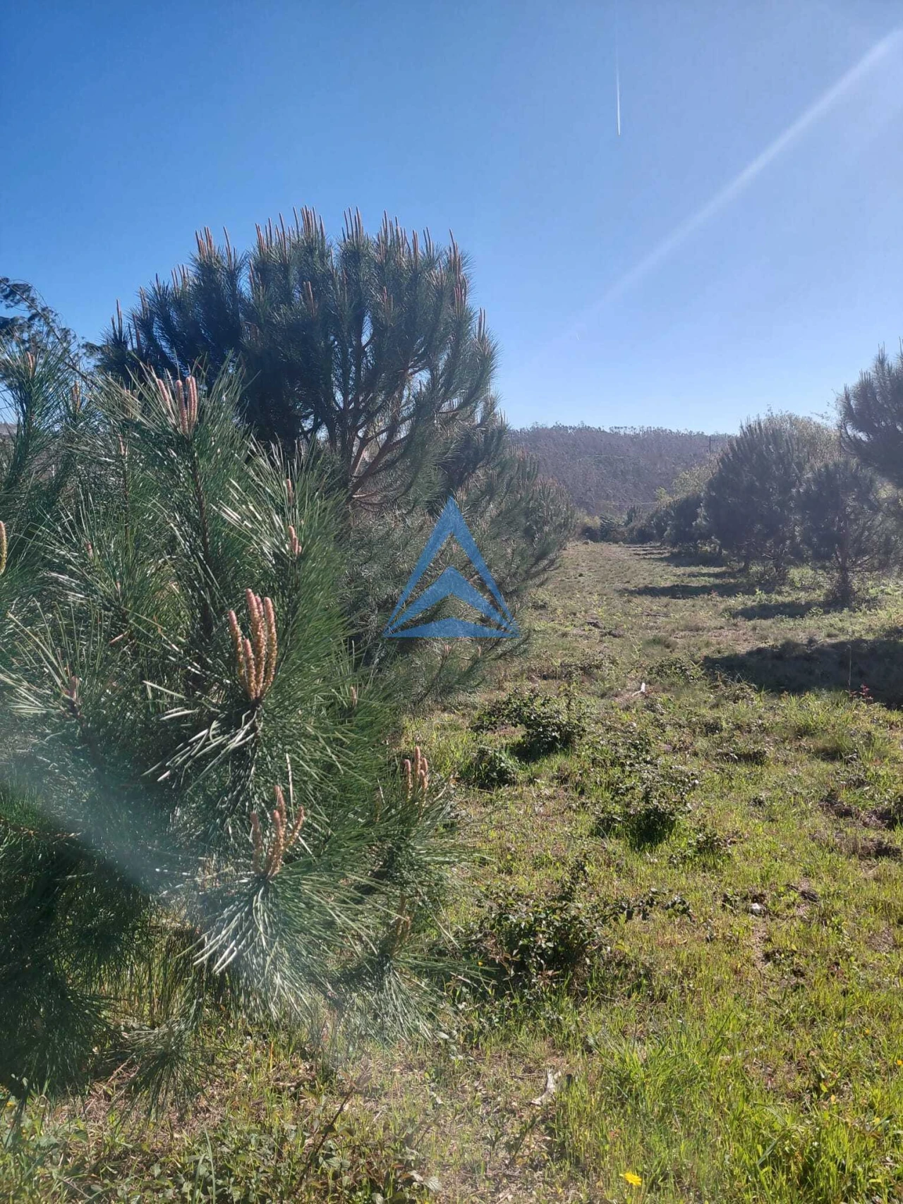 Terreno para Venda em Souto da Carpalhosa e Ortigosa Foto 9