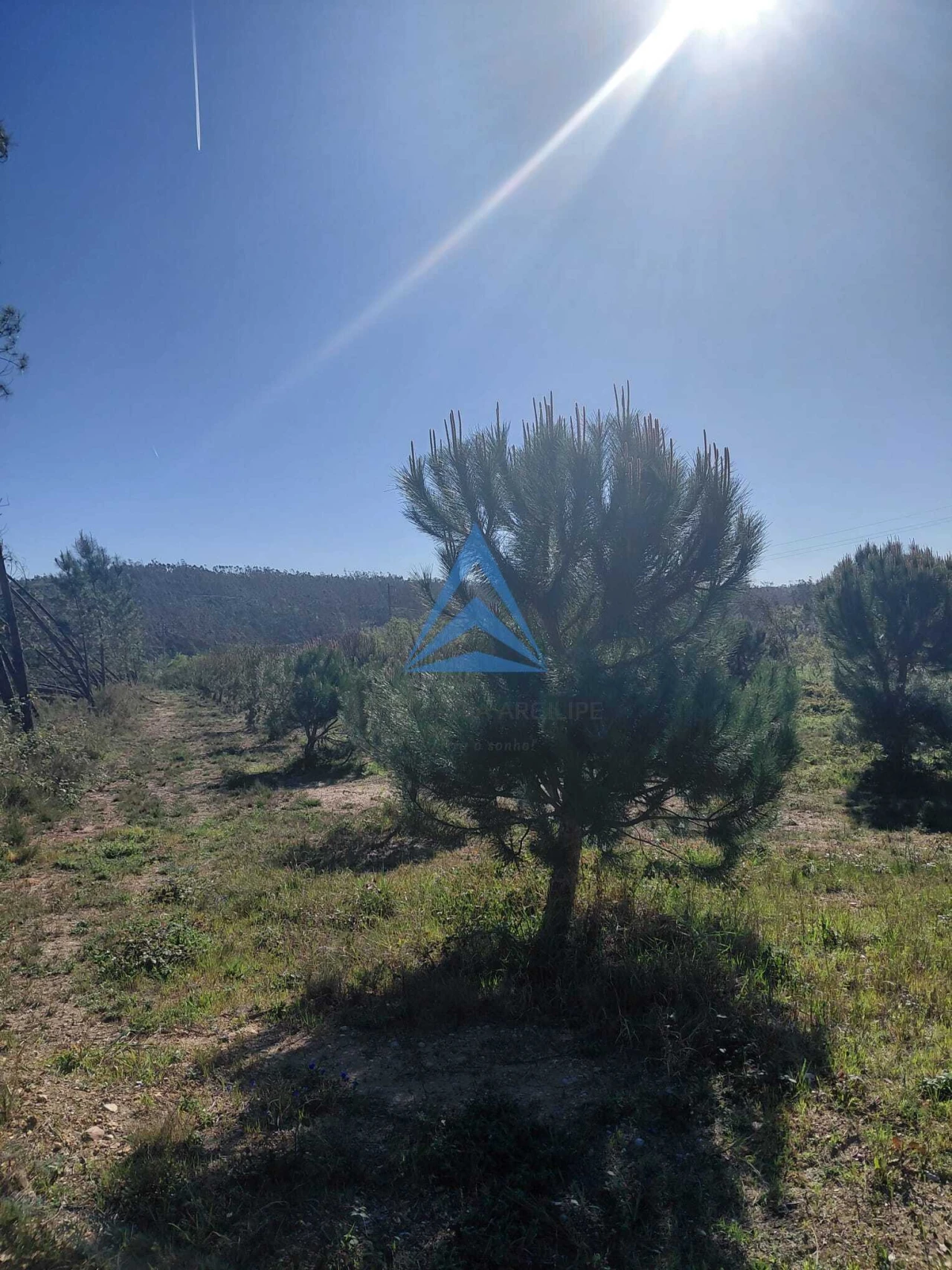 Terreno para Venda em Souto da Carpalhosa e Ortigosa Foto 8