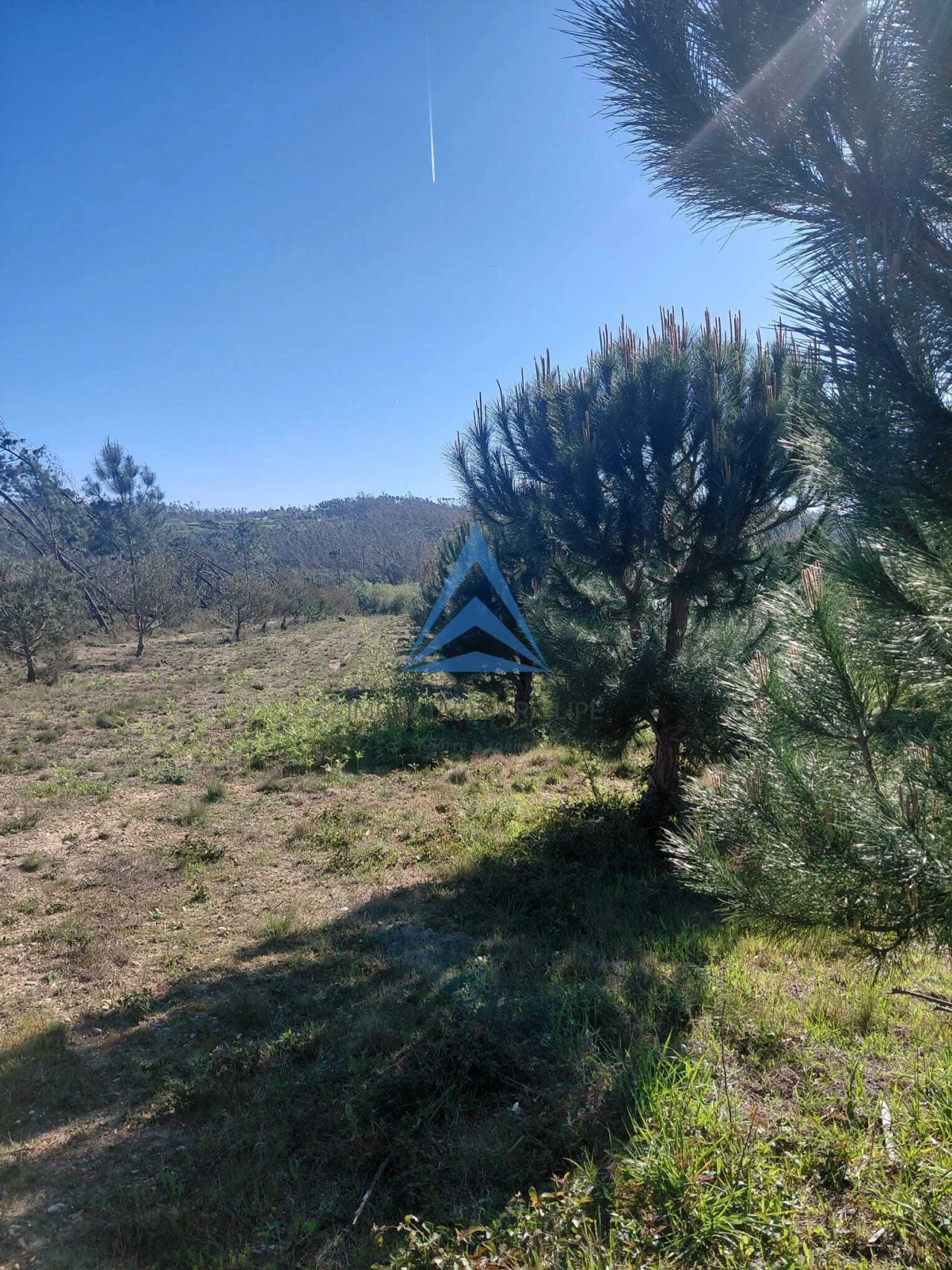 Terreno para Venda em Souto da Carpalhosa e Ortigosa Foto 10