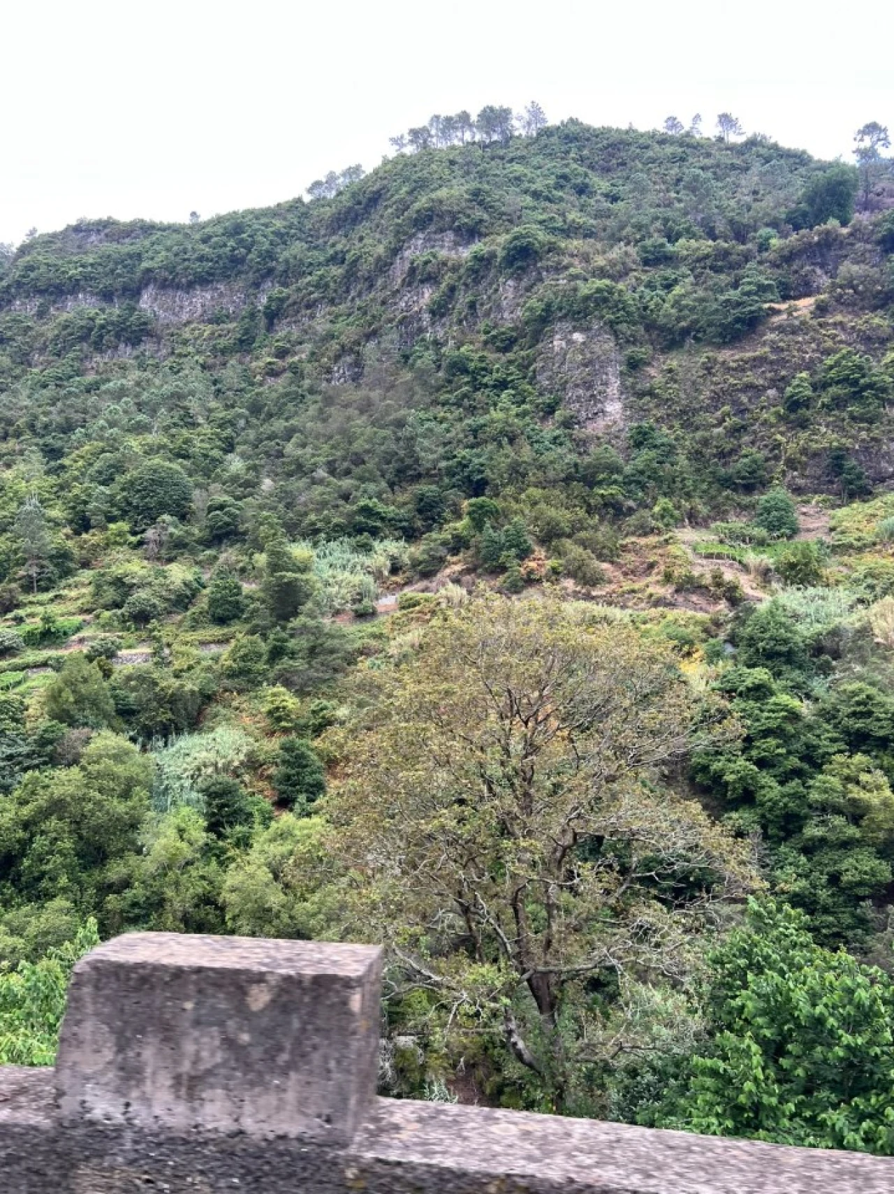 Terreno para Venda em Faial Foto 3