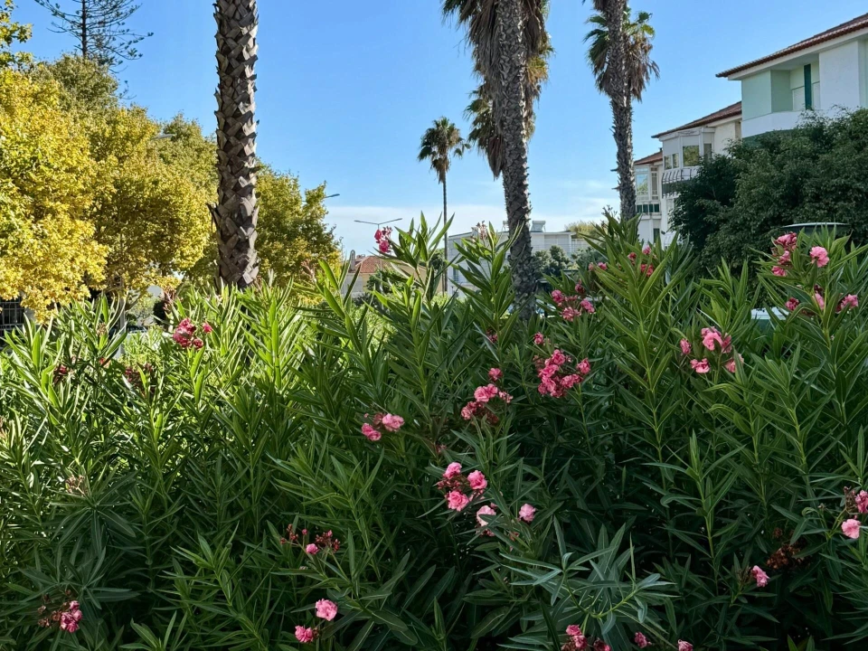Apartamento T3 para Venda em Carcavelos e Parede Foto 23