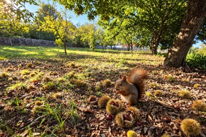 Terreno para Venda em Santo Tirso, Couto (Santa Cristina e São Miguel) e Burgães