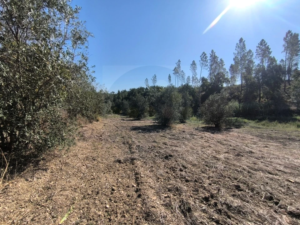 Terreno para Venda em Sardoal Foto 4
