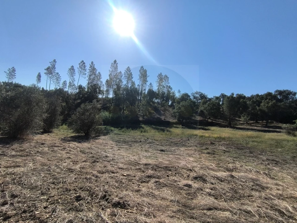 Terreno para Venda em Sardoal Foto 5