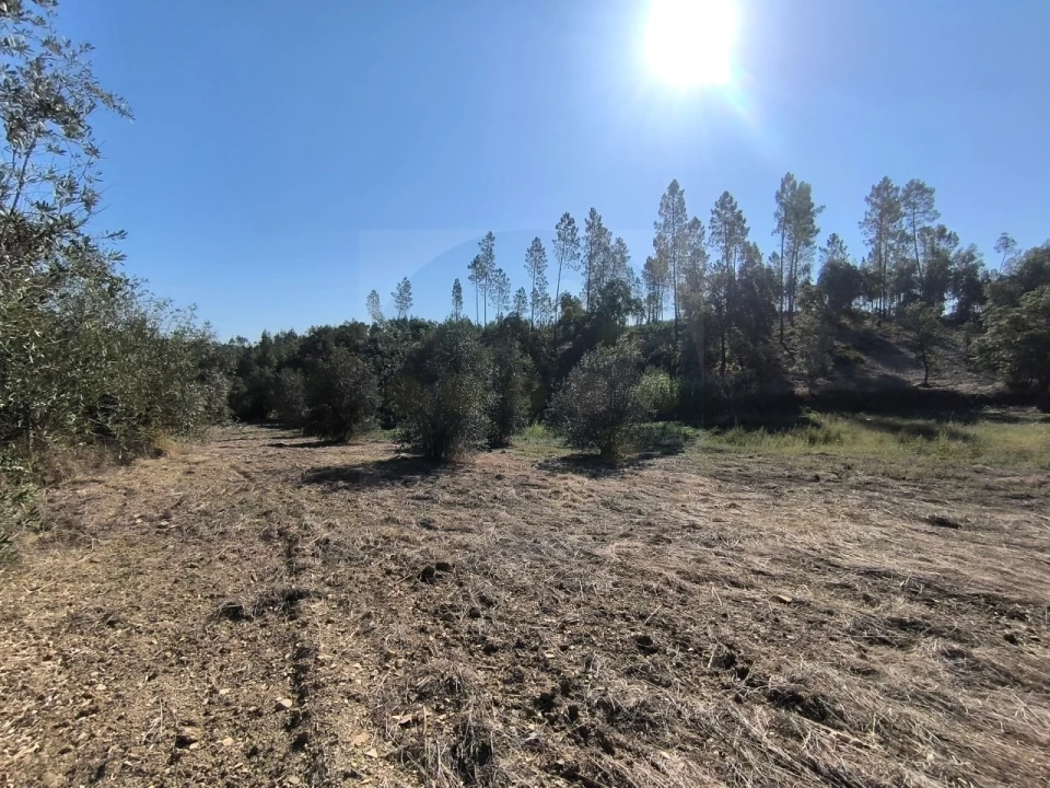 Terreno para Venda em Sardoal Foto 6