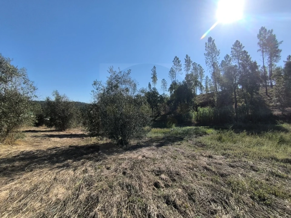Terreno para Venda em Sardoal Foto 10