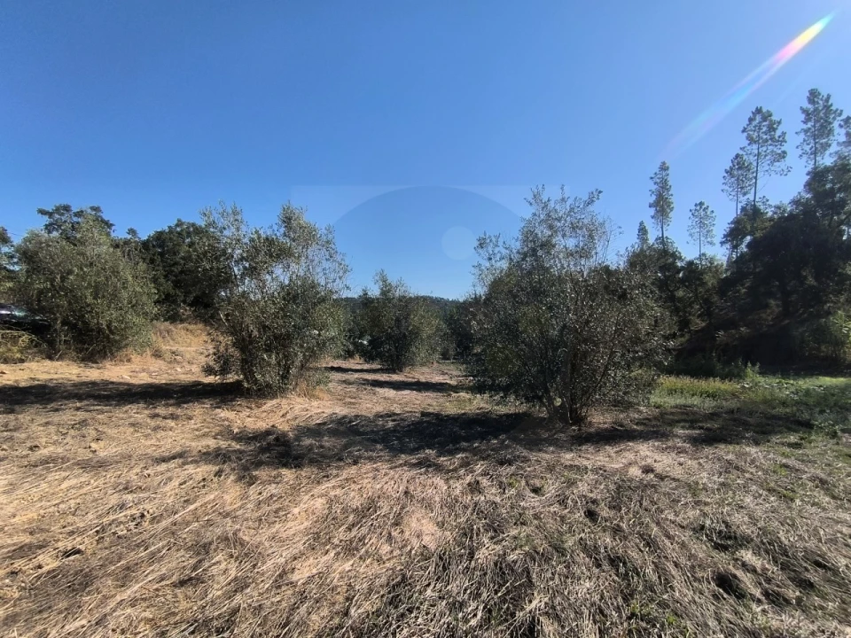 Terreno para Venda em Sardoal Foto 11