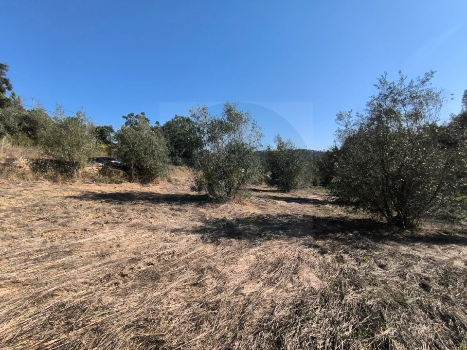 Terreno para Venda em Sardoal Foto 12