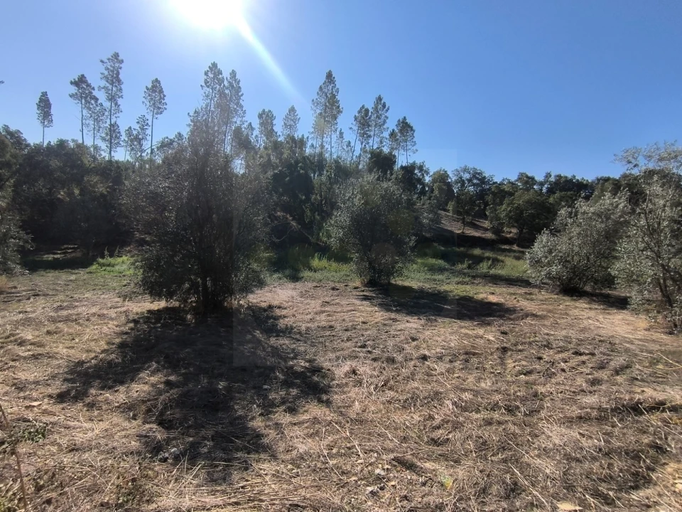 Terreno para Venda em Sardoal Foto 13