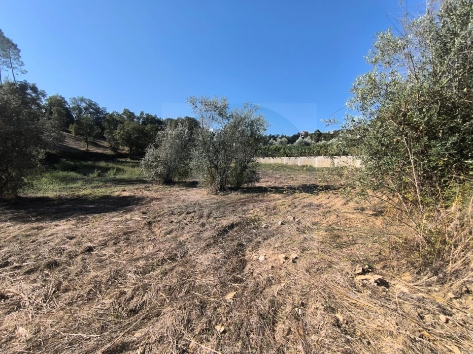 Terreno para Venda em Sardoal Foto 14