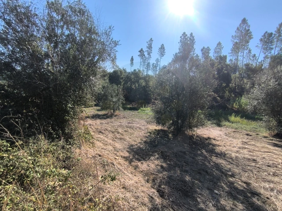 Terreno para Venda em Sardoal Foto 15