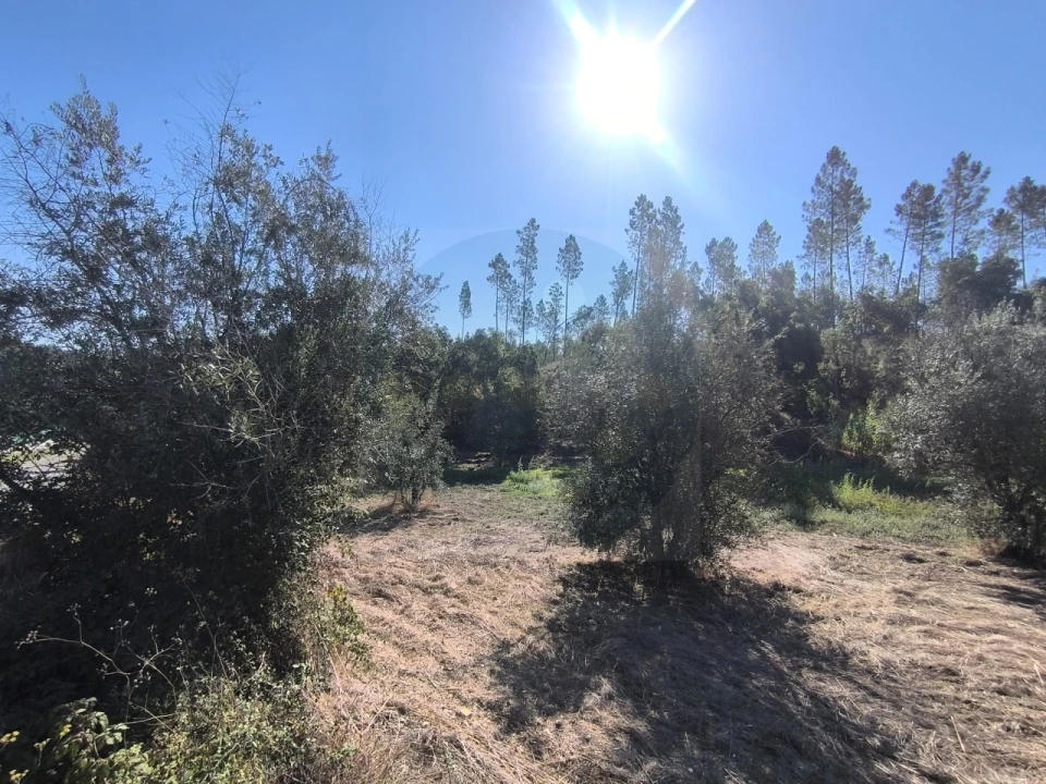Terreno para Venda em Sardoal Foto 16