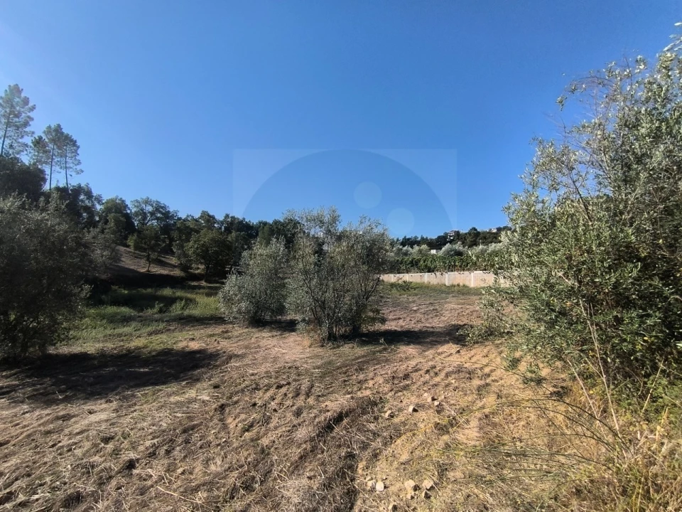 Terreno para Venda em Sardoal Foto 17