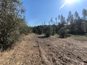 Terreno para Venda em Sardoal