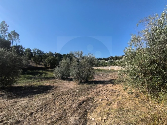 Terreno para Venda em Sardoal Foto 17