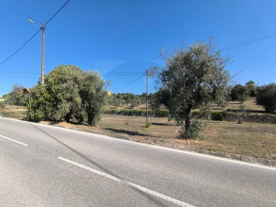 Terreno para Venda em Sardoal Foto 9