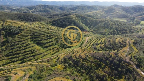 Terreno para Venda em Saboia